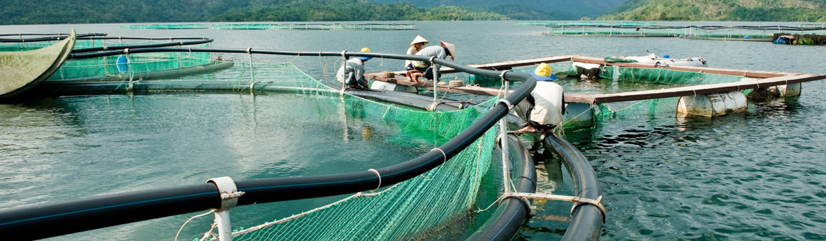 AMERICAN AQUA VIỆT NAM